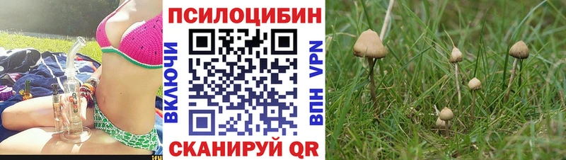 Галлюциногенные грибы мицелий  где найти наркотики  Дорогобуж 
